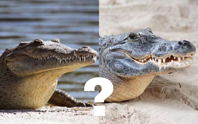 Difference Between Alligator And Crocodile